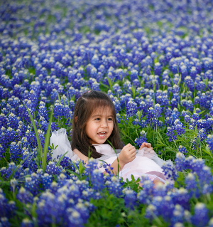 tx blue bonnets-73